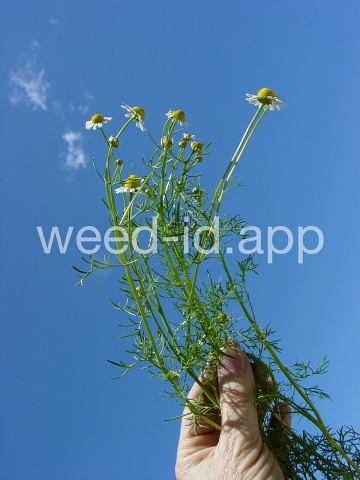 chamomile, wild
